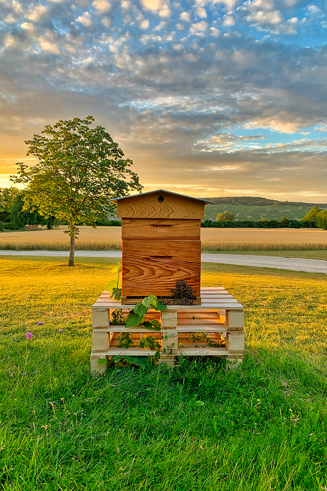 L'apiculture au domaine.