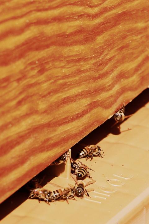 L'apiculture au domaine.